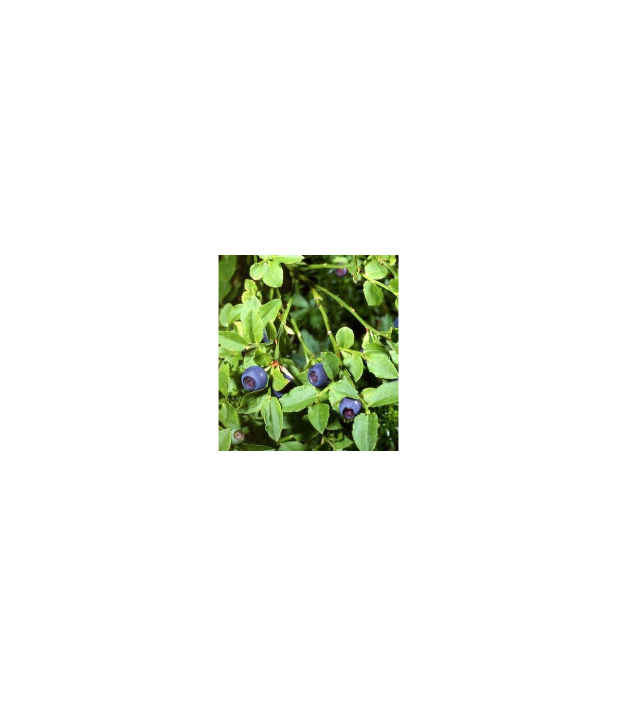 Čučoriedka čierna - Vaccinium myrtillus - semiačka - 7 ks