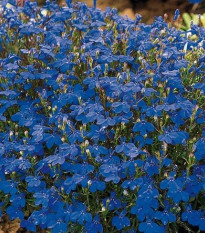 Lobelka drobná Crystal Palace - Lobelia erinus - predaj semien - 1000 ks