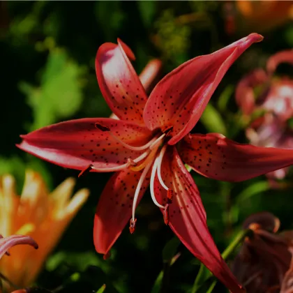 Ľalia zlatohlávka Maroon King - Lilium - predaj cibuľovín - 1 ks