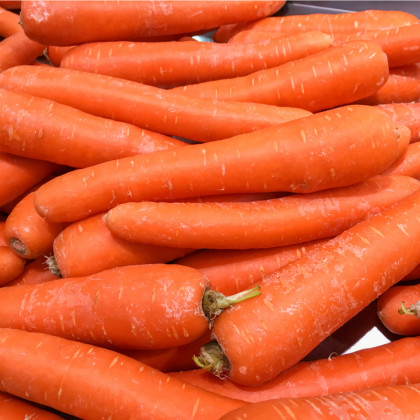 Mrkva obyčajná dlhá červená - Lange Rote Stumpf ohne Herz 2 - Daucus carota - osivo mrkvy - 1 g