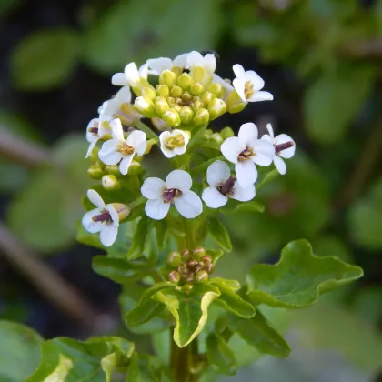 Potočnica lekárska - Nasturtium officinale - semiačka - 0,5 g