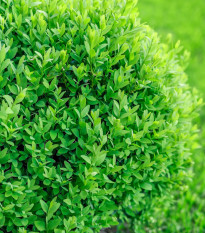 Krušpán vždyzelený - Buxus sempervirens - semiačka - 10 ks