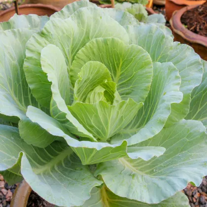 Kapusta biela poloneskorá - Brassica oleracea - predaj semien kapusty - 200 ks