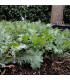 Kel Red Russian - Brassica oleracea - semená kelu - 150 ks