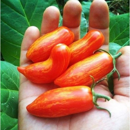 Paradajka Sweet Casady - Solanum lycopersicum - Predaj semien rajčiaka - 7 ks