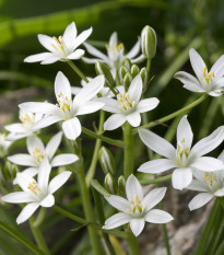 Bledavka - Ornithogalum umbellatum - predaj cibuľovín - 3 ks