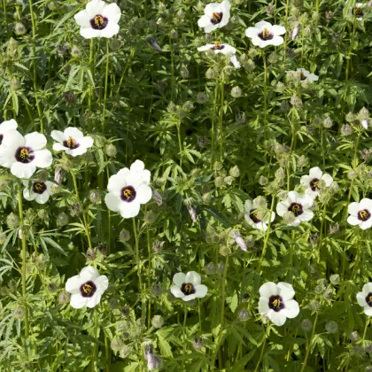 Ibištek konopný - Hibiscus cannabinus - predaj semien ibišteka - 6 ks