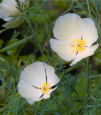 Slncovka kalifornská biela- Eschscholzia californica - predaj semien - 450 ks