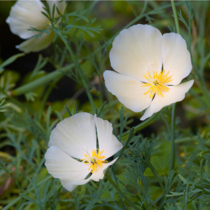 Slncovka kalifornská biela- Eschscholzia californica - predaj semien - 450 ks