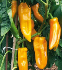 Bio Paprika Palladio F1 - Capsicum annuum - predaj bio semien - 5 ks