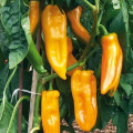 Bio Paprika Palladio F1 - Capsicum annuum - predaj bio semien - 5 ks