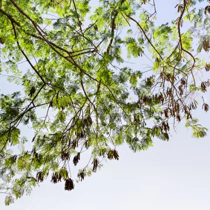 Akácia mangium - Acacia mangium - semená akácie - 8 ks