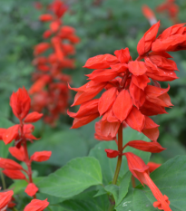 Šalvia ohnivá - Salvia splendens- predaj semien - 40 ks