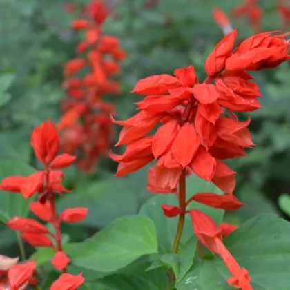 Šalvia ohnivá - Salvia splendens- predaj semien - 40 ks