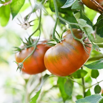 Paradajka Brandywine čierne - Solanum lycopersicum - Predaj semien rajčiaka - 7 ks