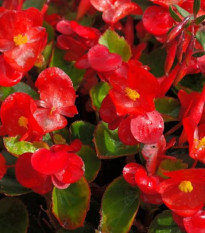 Voskovky - Begonia semperflorens červená - Heaven Red F1 - predaj semien - 10 ks