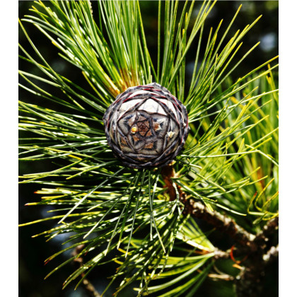 Borovica Limba - sibírsky céder - Pinus cembra sibirica - semená borovice - 7 ks