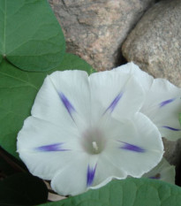 Povojník purpurový Milky Way - Ipomoea purpurea - predaj semien - 25 ks