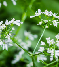 Bio Koriander siaty - Coriandrum sativum - predaj bio semien - 100 ks