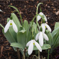 Snežienka Elwesova - Galanthus elwesii - predaj cibuľovín - 3 ks