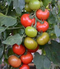 Paradajka Crimson Crush F1 - kolíková odroda - Solanum lycopersicum - Predaj semien rajčiaka - 7 ks