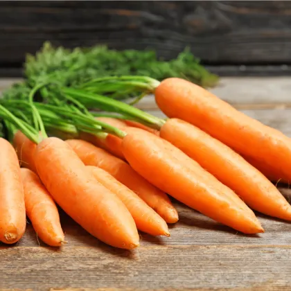 Bio mrkva Rothild veľmi skorá - Daucus carota - bio semiačka - 0,5 g