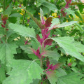 Stromový špenát - Chenopodium giganteum - semiačka - 300 ks