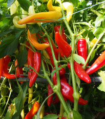 Paprika kozí/baraní roh Harriet - Capsicum annuum - semená - 45 ks