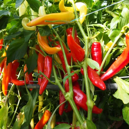 Paprika kozí/baraní roh Harriet - Capsicum annuum - semená - 45 ks