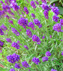 Levanduľa lekárska fialová - Ellegance purple - Lavandula angustifolia - semená levandule - 15 ks