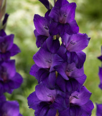 Gladiola Purple Flora - Gladiolus - cibuľa gladiol - 3 ks