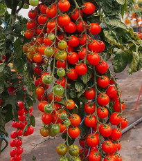 Paradajka Charmant F1 - kolíková paradajka - Solanum lycopersicum -  Semená rajčiaka - 10 ks