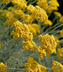 Slamiha talianska - Helichrysum italicum - predaj semien - 200 ks