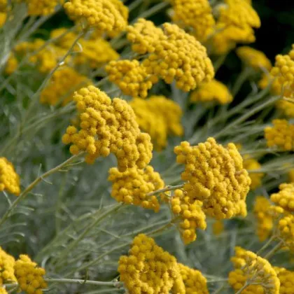 Slamiha talianska - Helichrysum italicum - predaj semien - 200 ks