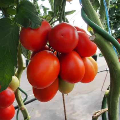 Paradajka Sonet F1 - kolíková paradajka - Solanum lycopersicum - predaj semien rajčiaka - 20 ks