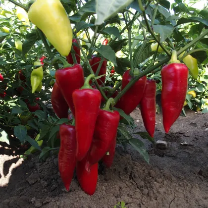 Paprika ročná Sakura - Capsicum annuum - semená - 30 ks