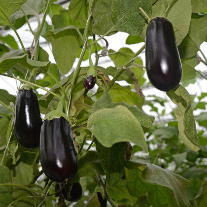 Baklažán vajcoplodý Black Beauty - Solanum melongena - semiačka - 60 ks