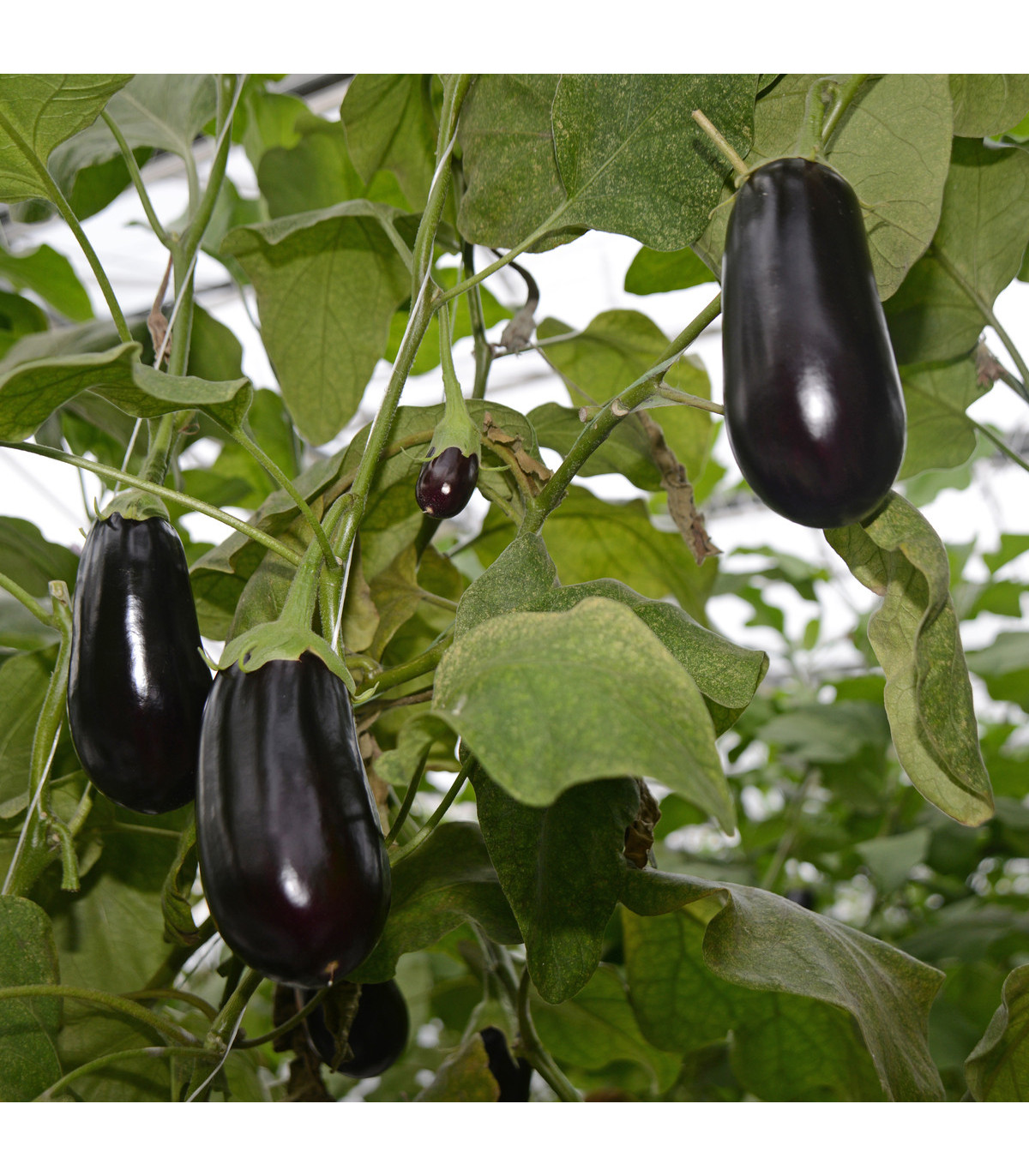 Baklažán vajcoplodý Black Beauty - Solanum melongena - semiačka - 60 ks