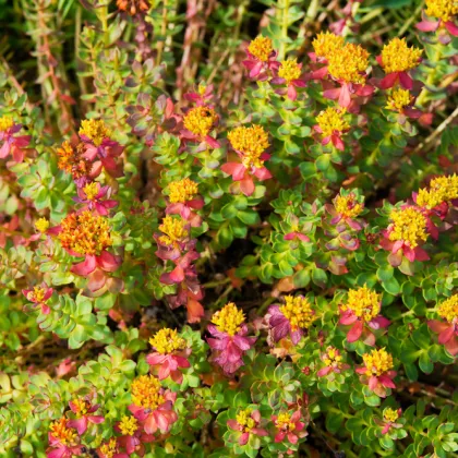 Rozchodnica ružová - Rhodiola rosea - semiačka - 8 ks