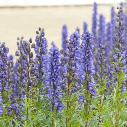 Prvosienka horský šalamounek  - Aconitum napellus - semiačka - 8 ks