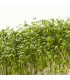 Žerucha záhradná dánska - Lepidium sativum - semienka žeruchy - 850 ks
