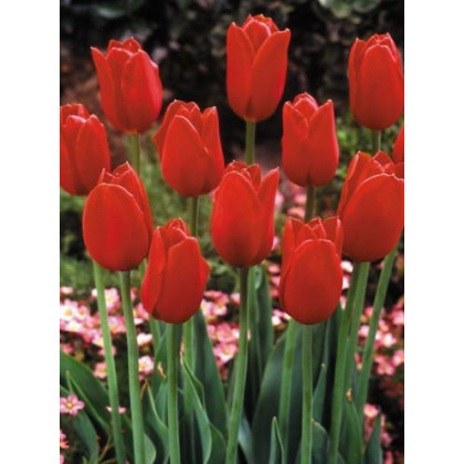 Tulipán Blood Red - Cibule Tulipánov - Jesenné Cibuľoviny - 3 Ks