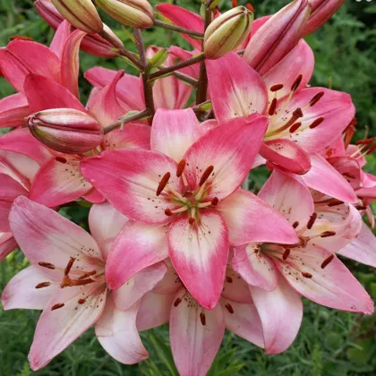 Ľalia Rosellas Dream - Lilium - predaj cibuľovín - 1 ks