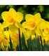 Narcis Carlton - Narcissus - predaj cibuľovín - 3 ks