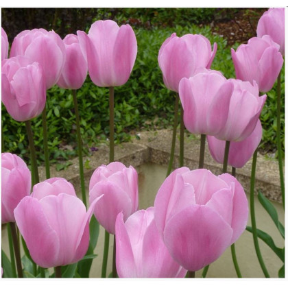 Tulipán Pink Diamond - Cibule Tulipánov - Predaj Cibuľovín - 3 Ks