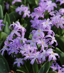 Modravka fialová Violet Beauty - Chionodoxa luciliae - predaj cibuľovín - 5 Ks