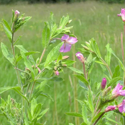 Vŕbovka malokvetá - Epilobium parviflorum - predaj semien - 0,05 g