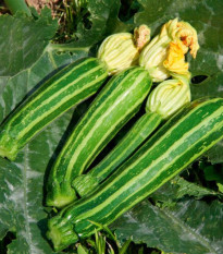 Bio Cuketa F1 Green Tiger - Cucurbita pepo - predaj bio semien - 5 ks