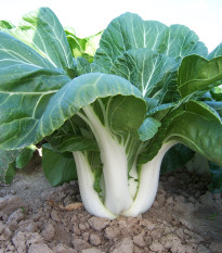 Čínska kapusta Paket - Brassica Chinensis - semená - 100 ks