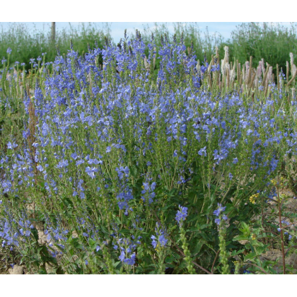 Modrá lúka zvončeková - Planta Naturalis - lúčna zmes - 10 g